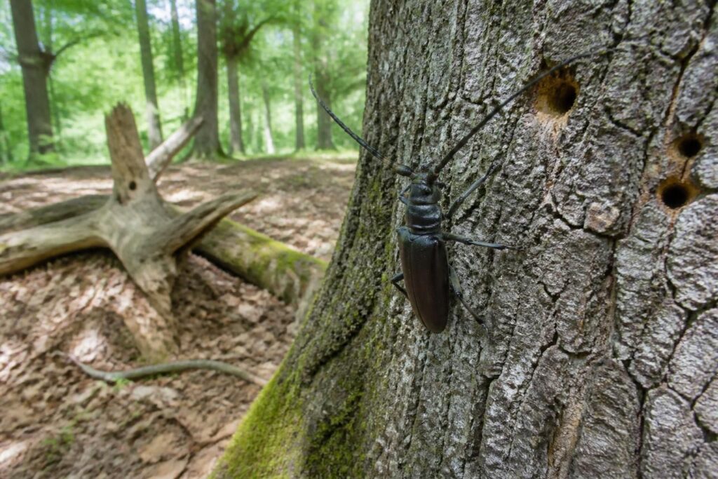 découvrez comment reconnaître l'insecte capricorne du bois et apprenez les meilleures méthodes pour protéger vos meubles et structures en bois contre ses dégâts.